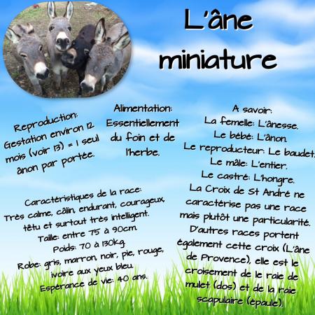 Collage ane miniature