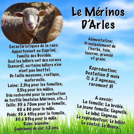 Collage merinos