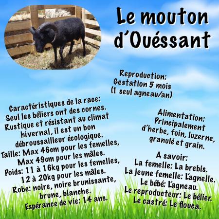 Collage ouessant